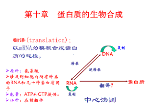 第10章-蛋白质的生物合成课件.ppt