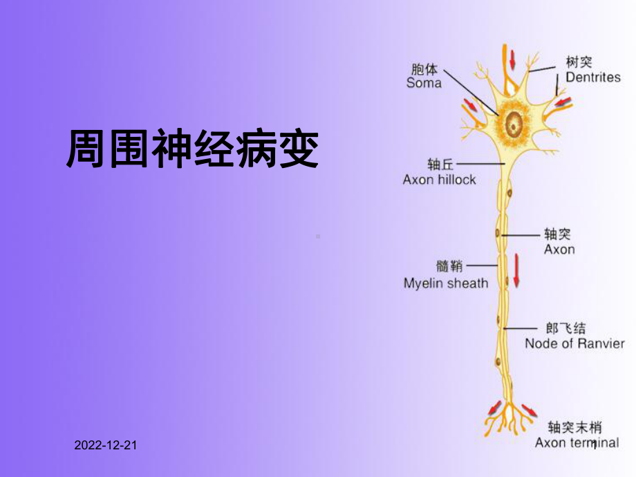 周围神经病变-sl课件.ppt_第1页