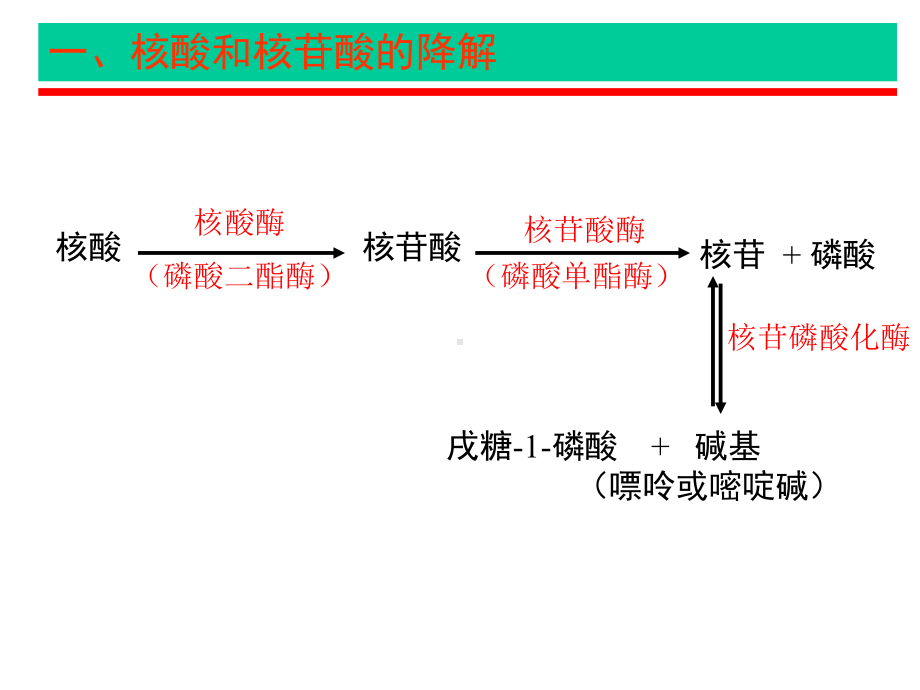 第33章核酸降解-第33章核酸降解和核苷酸代谢资料课件.ppt_第3页