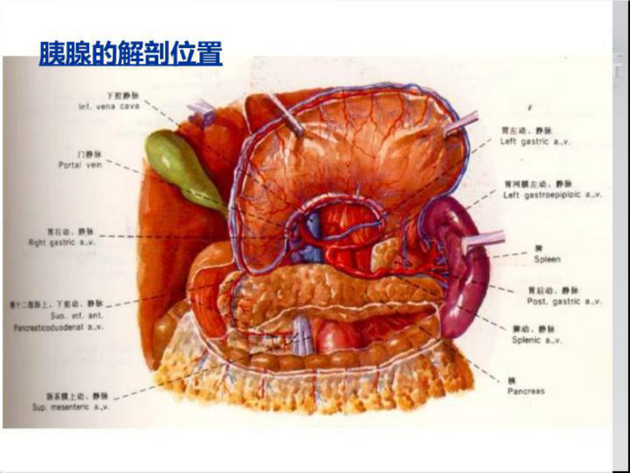 最新急性胰腺炎护理课件.ppt_第3页