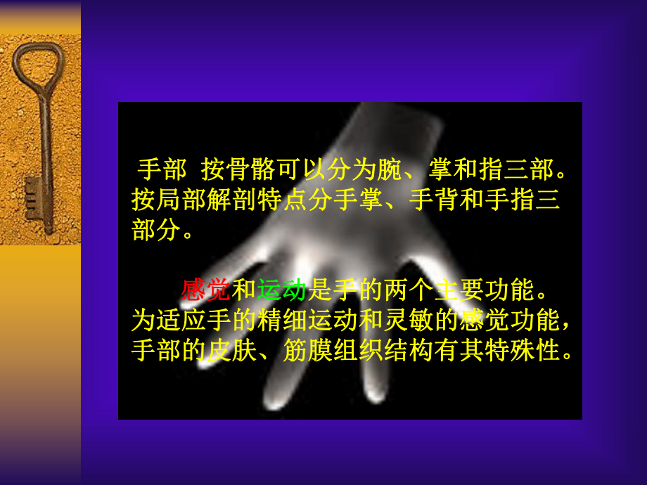 手部解剖及相关结构课件.ppt_第3页