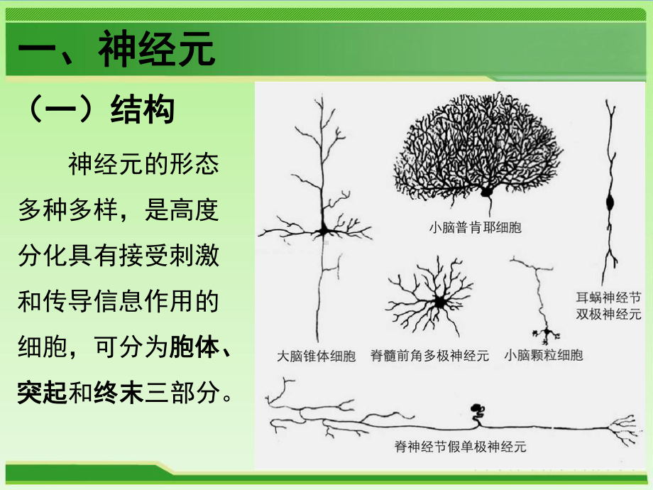 动物组织学与胚胎学-神经组织与神经系统课件.ppt_第3页