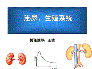 核医学课件-12泌尿系统(包含肾图部分).ppt