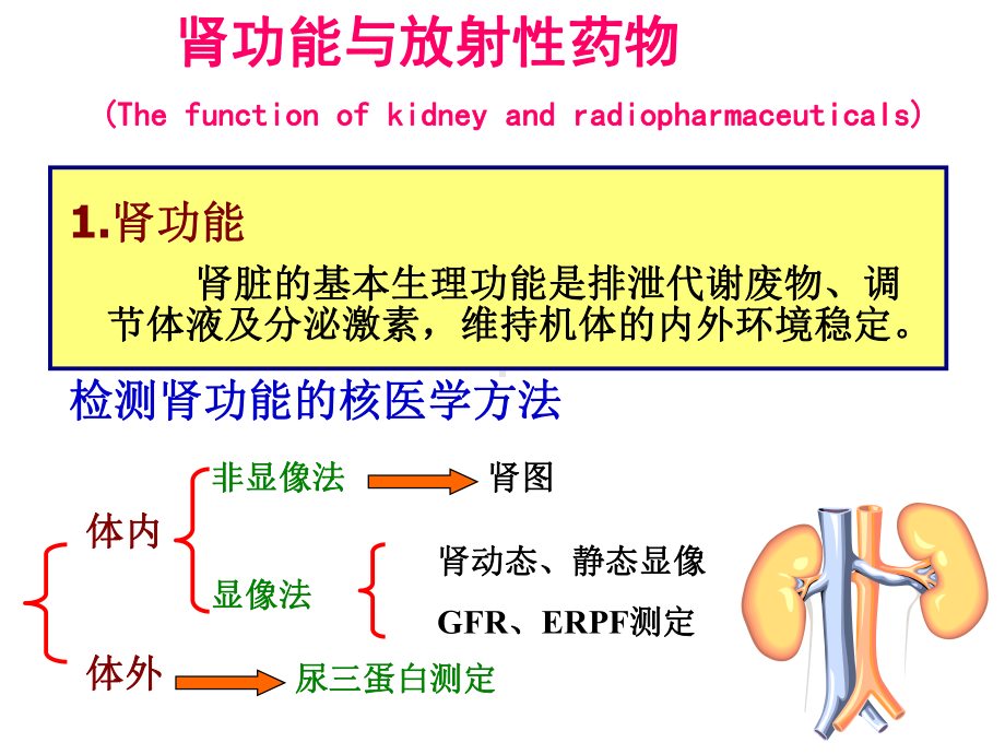 核医学课件-12泌尿系统(包含肾图部分).ppt_第2页