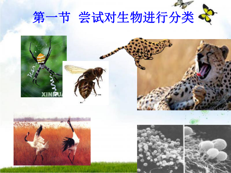 第一节-尝试对生物进行分类课件.ppt_第1页