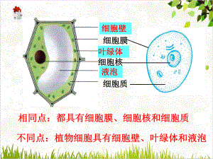 浙教版七年级科学上册22显微镜使用课件.ppt