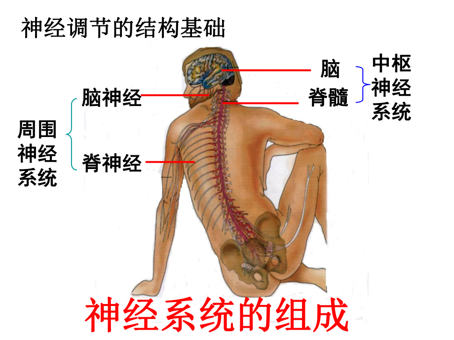 神经系统的结构和功能BB课件.ppt_第1页