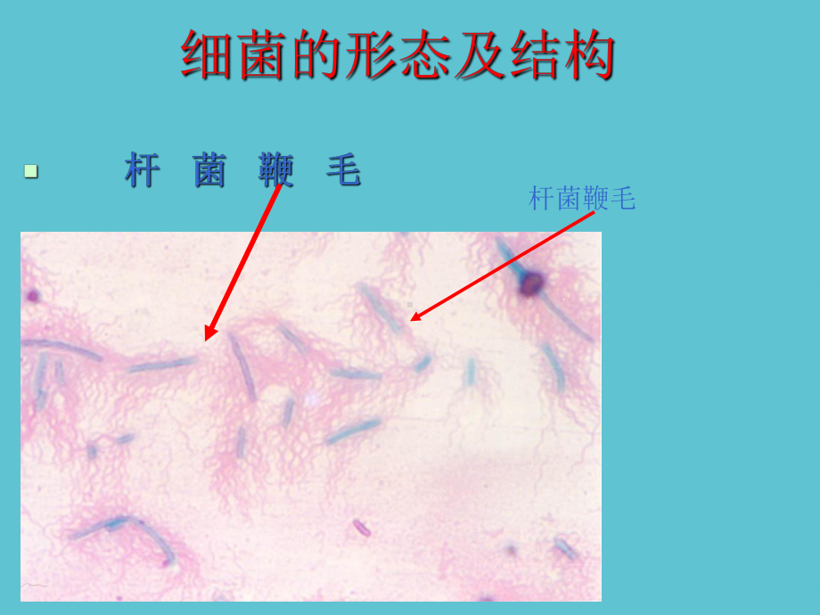 授课用革兰染色法及细菌形态和结构资料课件.ppt_第3页