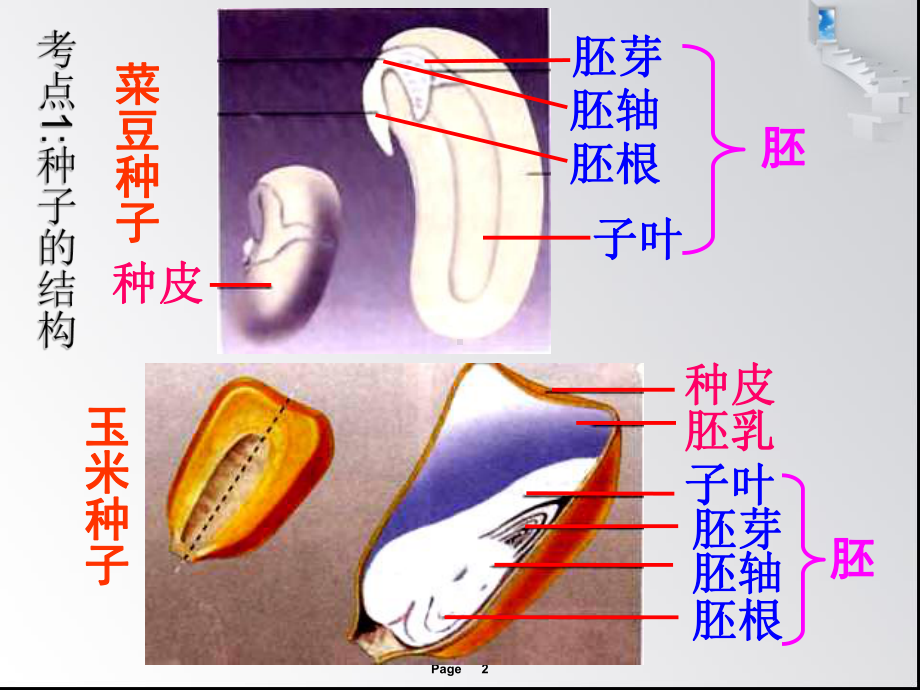 第一讲被子植物的一生课件.ppt_第2页