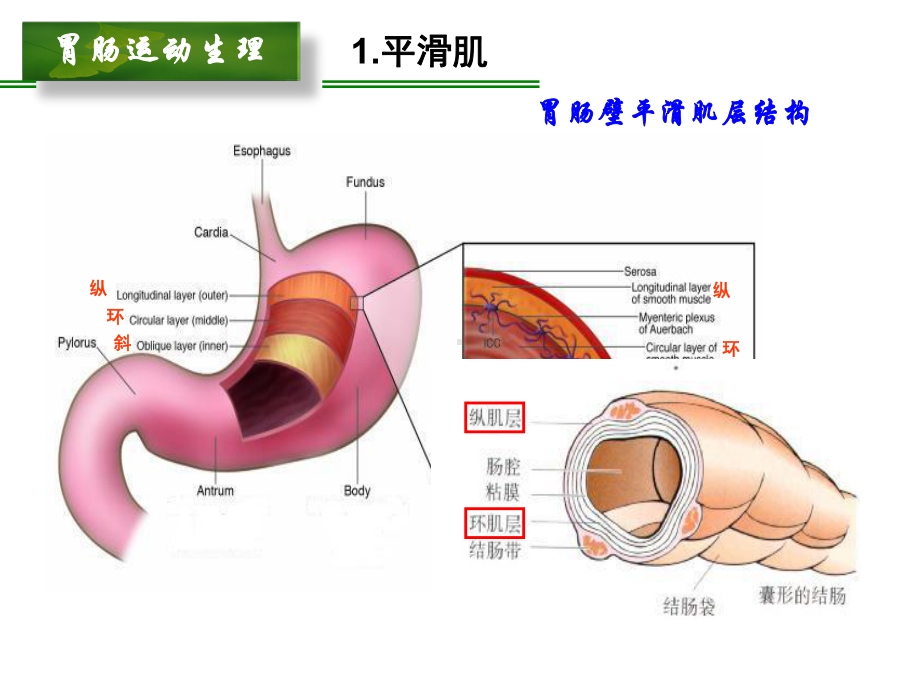 林琳-胃肠动力疾病机制及检测方法课件.ppt_第3页