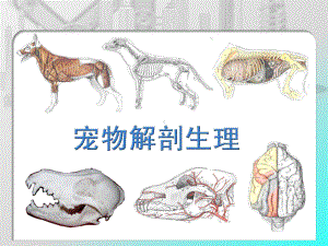 宠物解剖生理-被皮系统课件.ppt