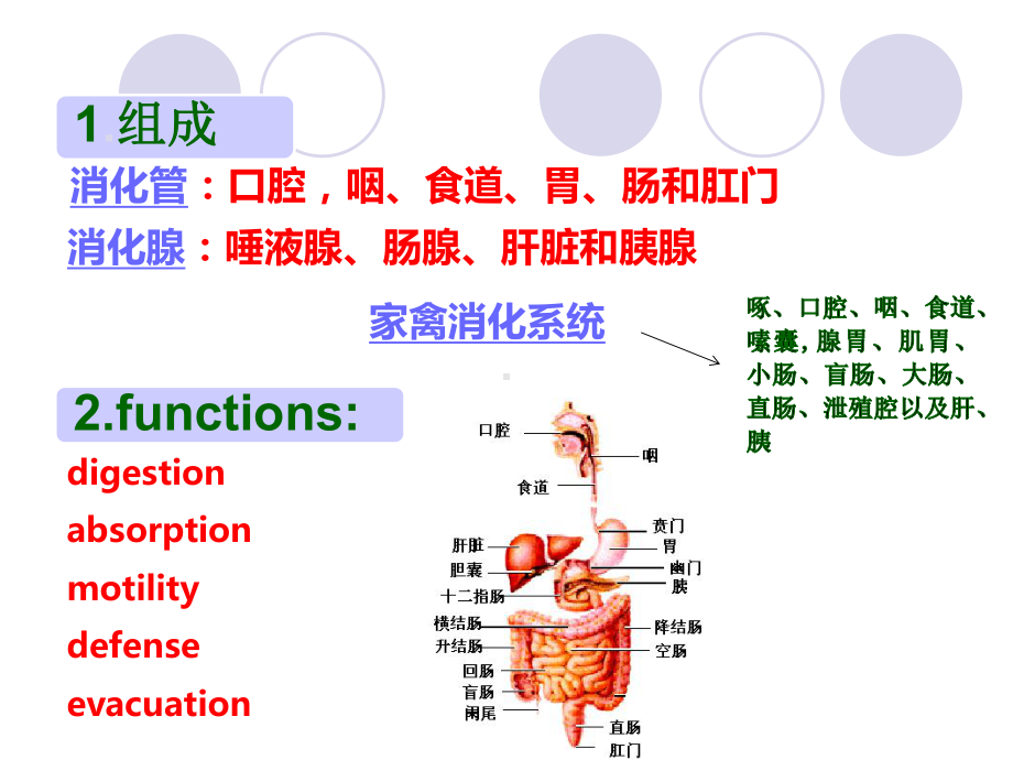 兽医内科学-第二章-消化系统疾病课件.ppt_第2页