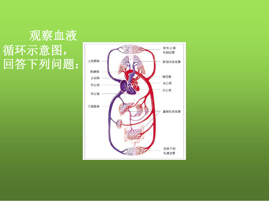 广东省七年级生物下册第九章第二节第二课时血液循环途径课件新版北师大版.ppt_第3页