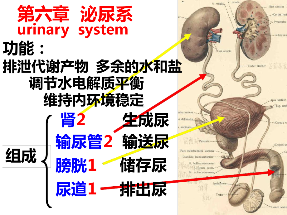 泌尿系统-人体解剖学课件.ppt_第3页