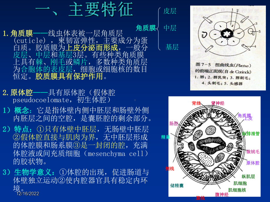 线虫动物资源课件.ppt_第1页