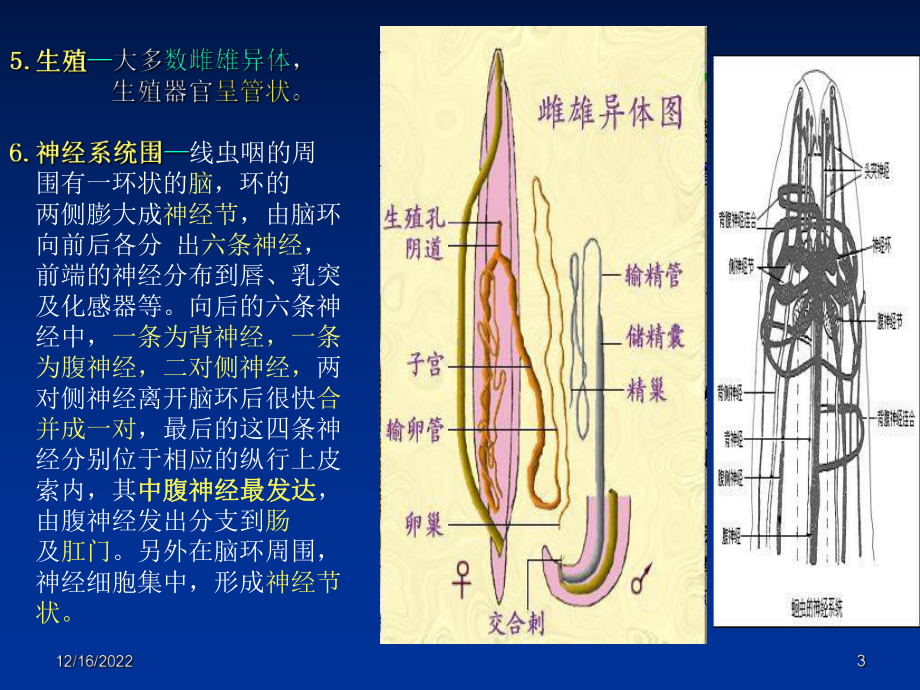 线虫动物资源课件.ppt_第3页