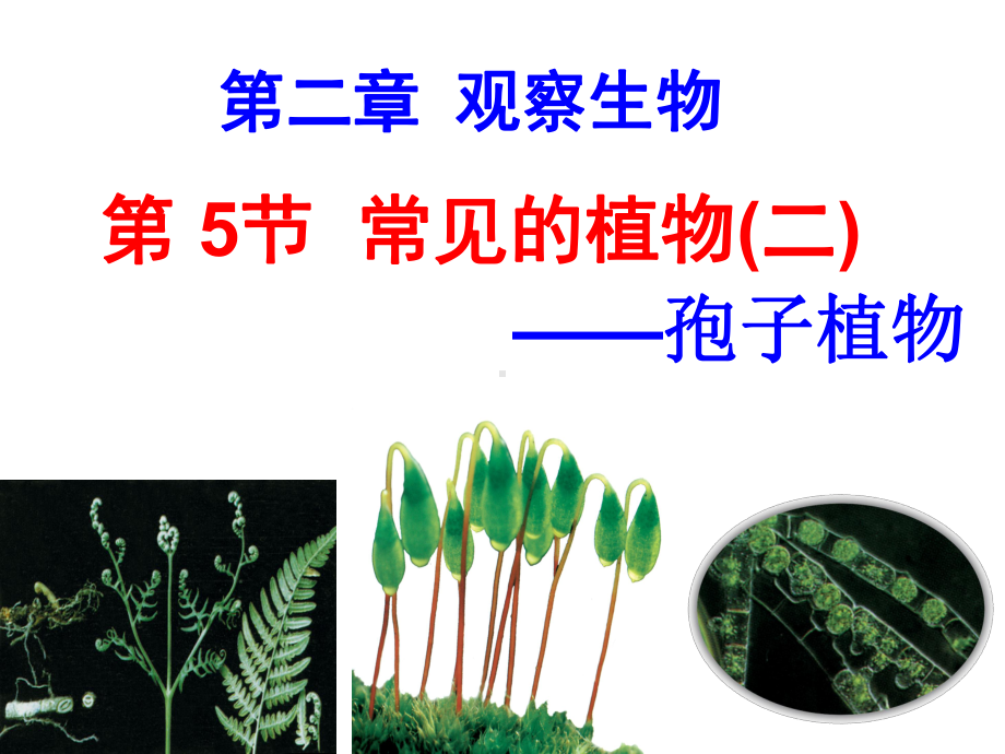 果实种子C根茎叶课件.ppt_第3页