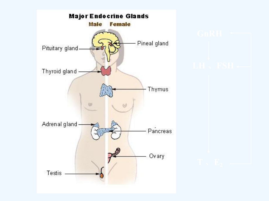 性腺功能减退分类病因诊断及治疗课件.ppt_第2页