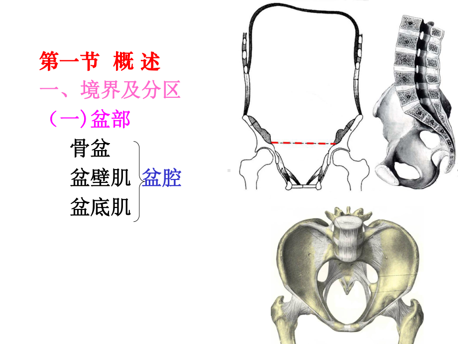 局部解剖学(盆部和会阴)课件.ppt_第2页