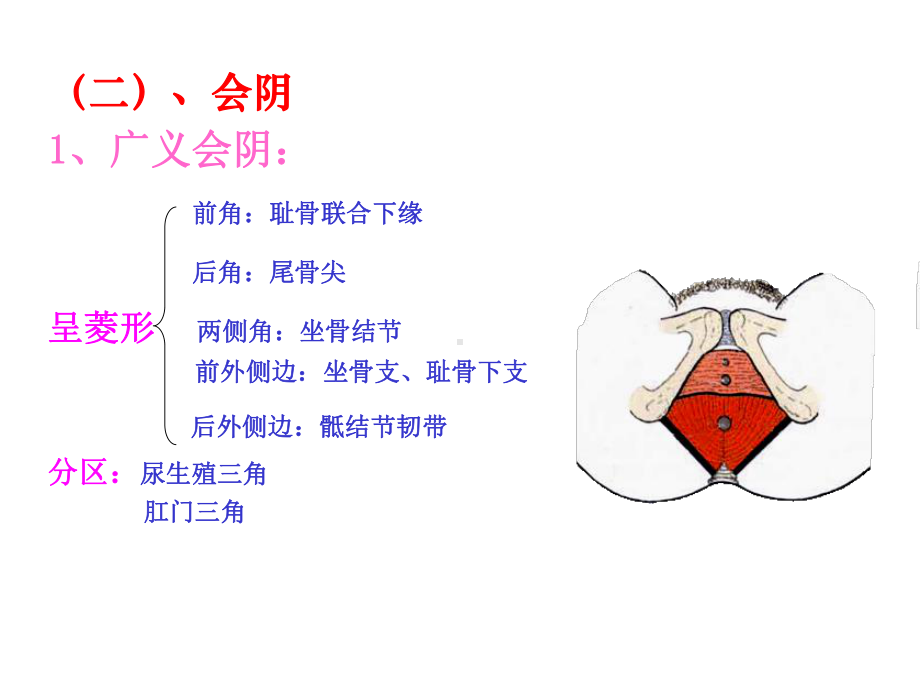 局部解剖学(盆部和会阴)课件.ppt_第3页