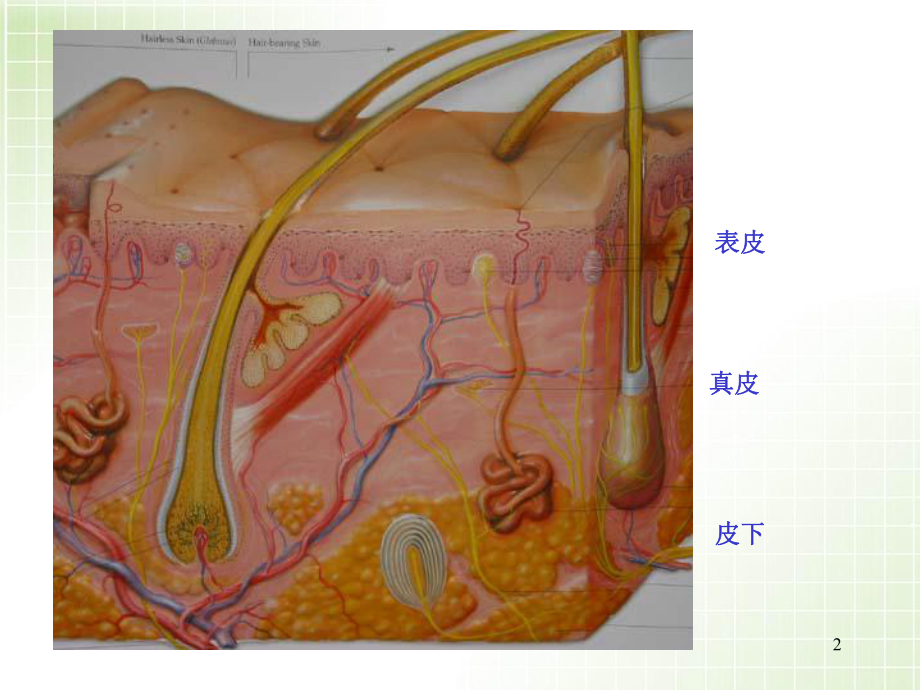 医学课件-皮肤病的皮疹教学课件.ppt_第2页