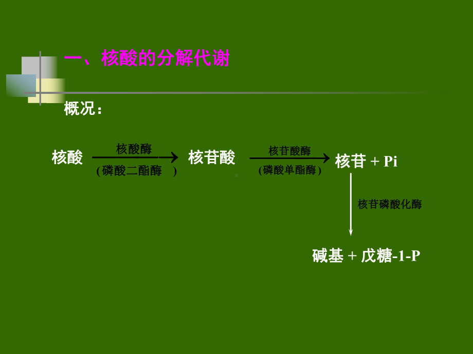 核苷酸的分解代谢核苷酸酶-华南师范大学课件.ppt_第2页