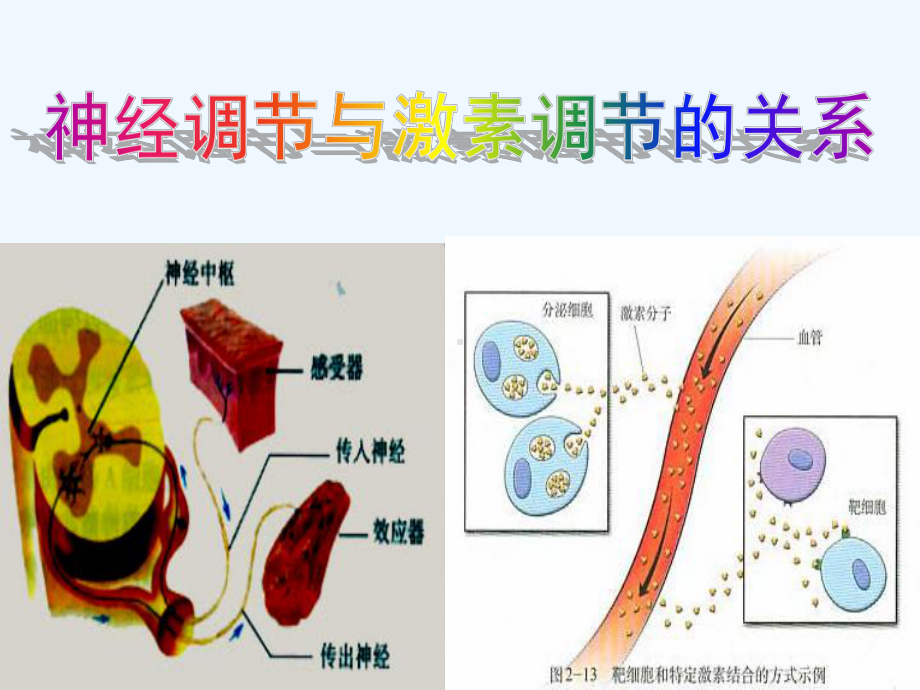 必修-神经调与体液调的关系课件.ppt_第1页