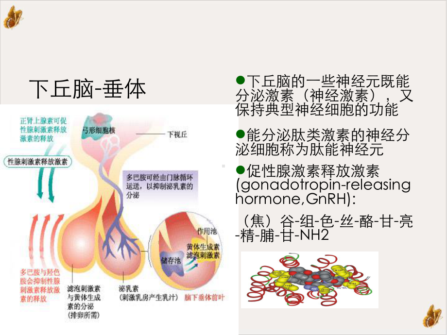 激素测定与妇科内分泌课件.ppt_第3页