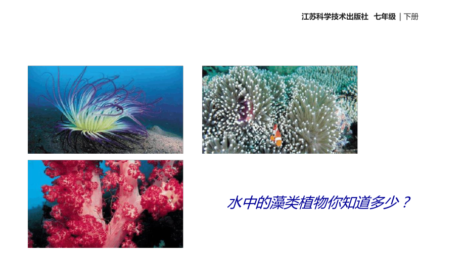 七年级下册生物课件-5102水中的藻类植物课件苏科版.ppt_第2页