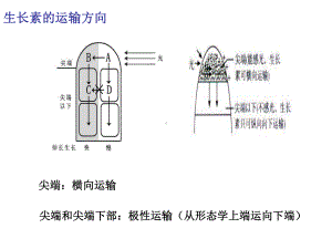 生长素的生理作用(上课课件).ppt