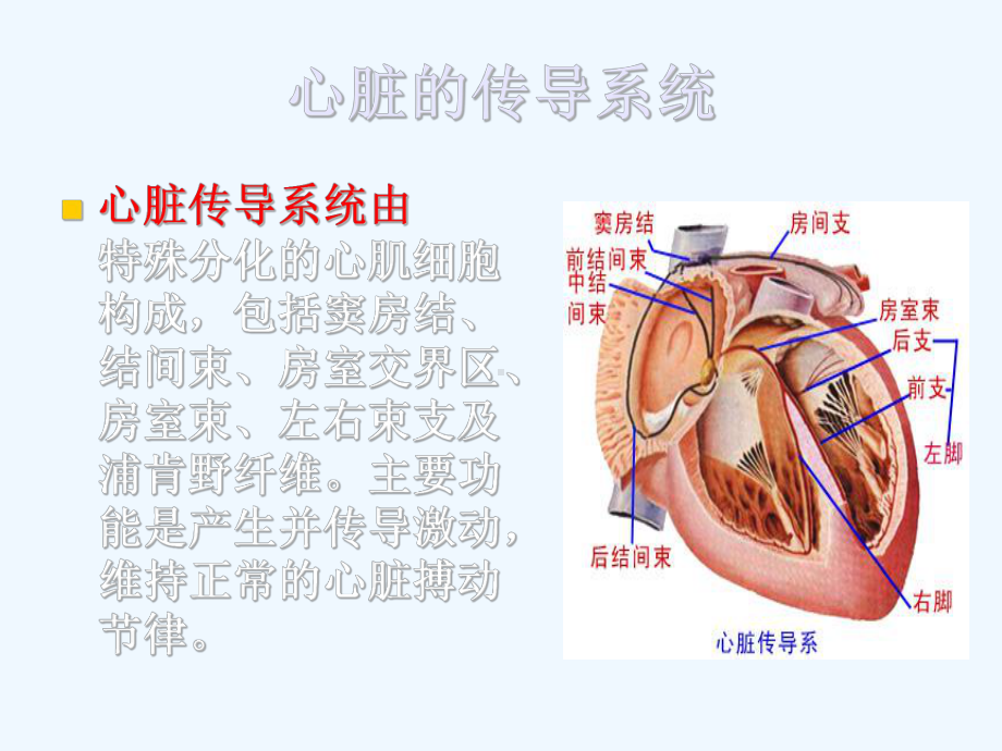 心律失常心脏猝死课件.ppt_第3页