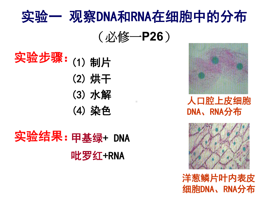 高中生物实验课件.ppt_第2页