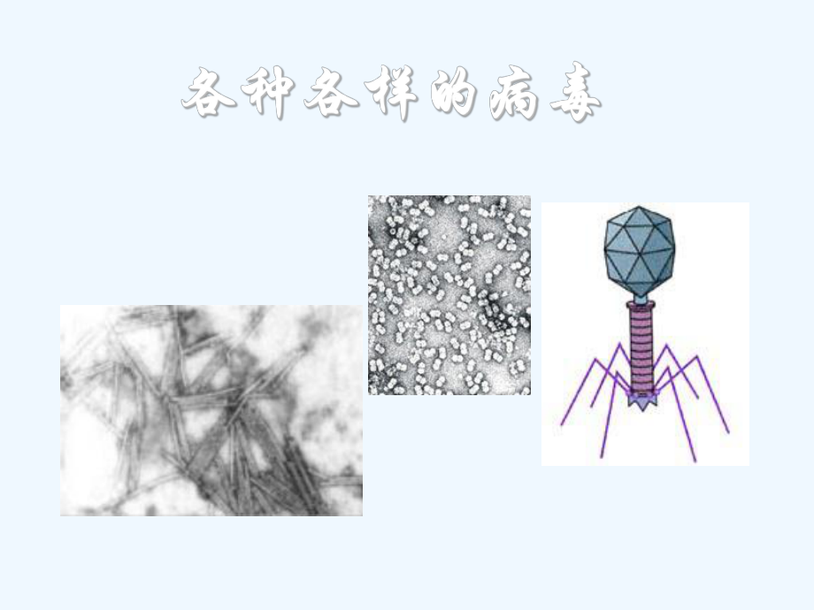 青岛版科学六年级上册病毒课程课件.ppt_第2页