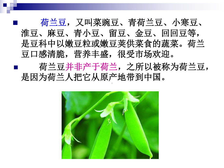 荷兰豆种植技术资料课件.ppt_第2页