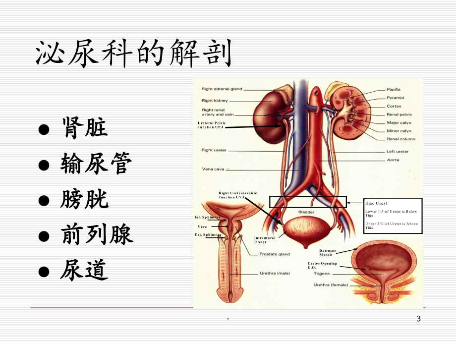 泌尿外科内窥镜课件.ppt_第3页