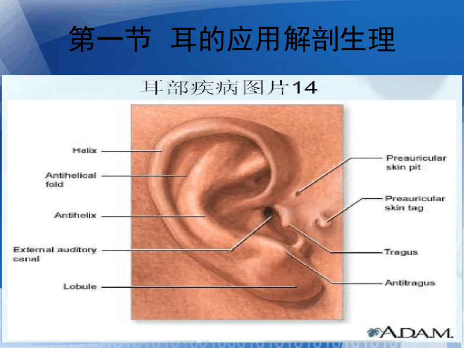 耳鼻咽喉的应用解剖生理教育课件.ppt_第3页