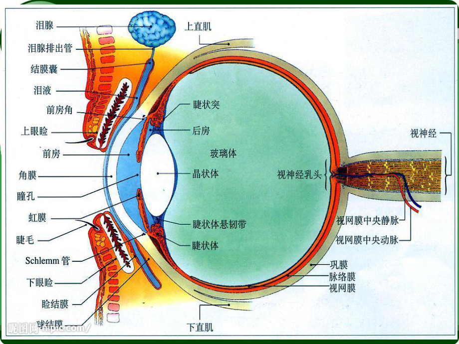 视网膜脱落护理课件.ppt_第2页