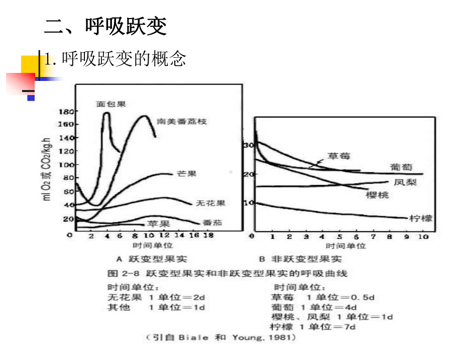 果品蔬菜贮藏运销学第二章-果品蔬菜的采后生理课件.ppt_第3页