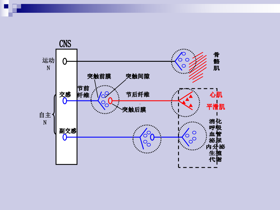 胆碱能系统激动药课件.ppt_第2页