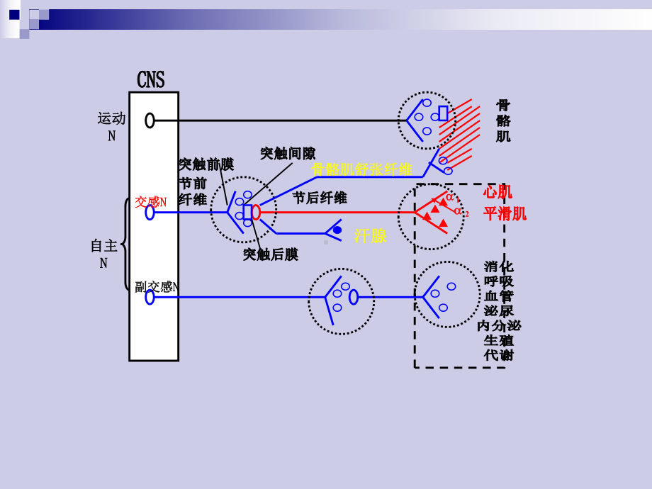 胆碱能系统激动药课件.ppt_第3页