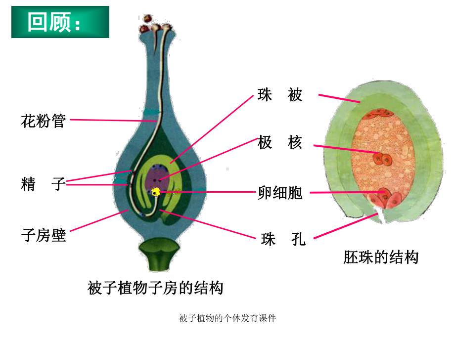 被子植物的个体发育课件.ppt_第2页