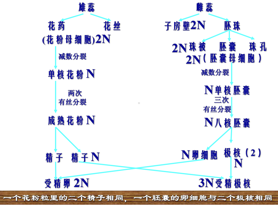 被子植物的个体发育课件.ppt_第3页