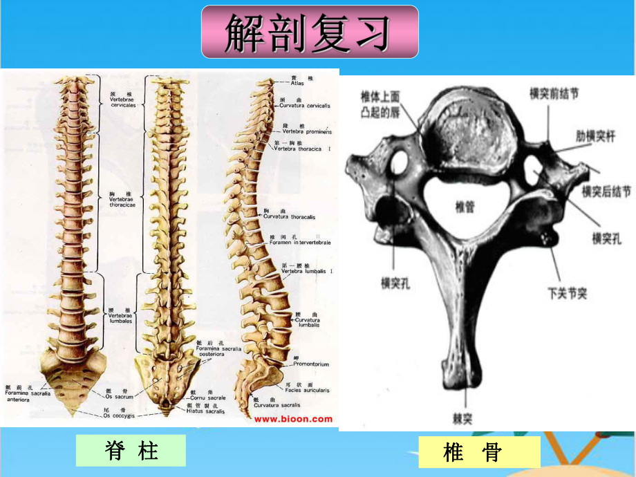 颈脊髓损伤截瘫平面的评估全面资料课件.ppt_第3页