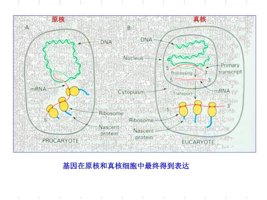 蛋白质翻译及翻译后修饰课件.ppt_第2页