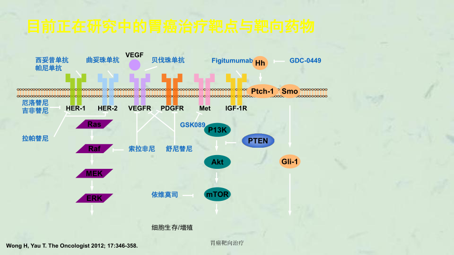 胃癌靶向治疗课件.ppt_第3页