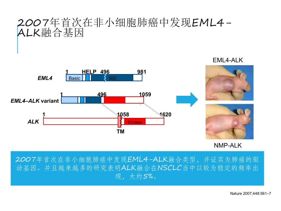 肺癌ALK靶点检测研究进展课件.ppt_第3页