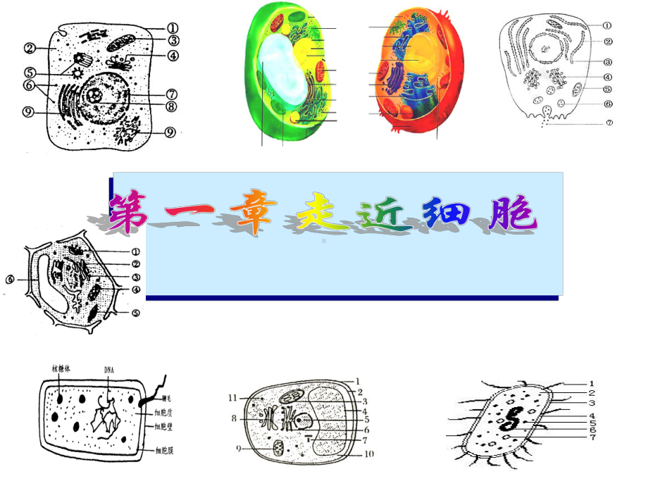 高考生物第一轮复习：第一章走近细胞课件.ppt_第3页
