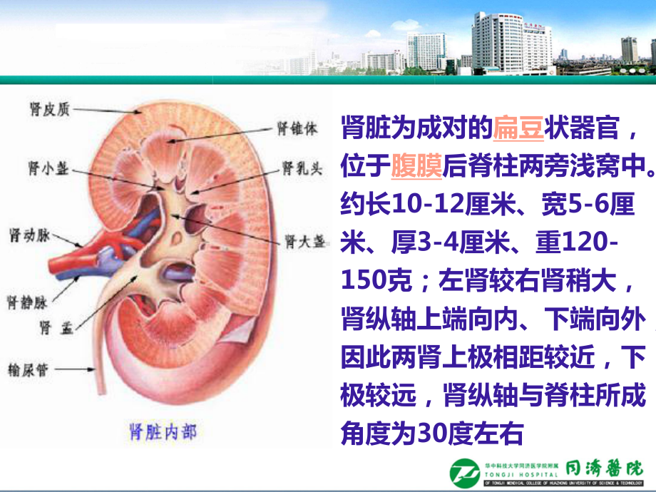 营养治疗在CKD一体化治疗中地位课件.ppt_第3页