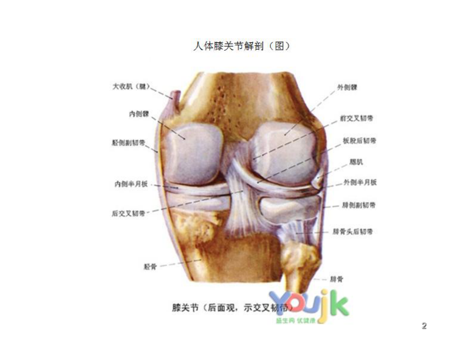 膝关节体格检查学习课件.ppt_第2页