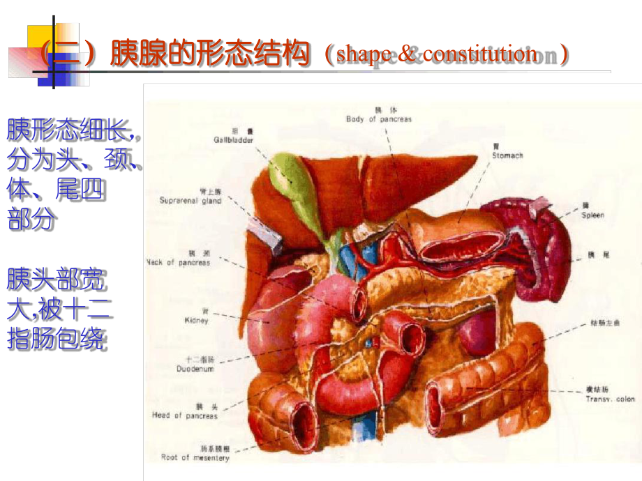 胰腺疾病病人的护理-1课件.ppt_第3页